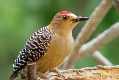 Carpintero jigsaw puzzle