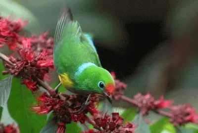 Ave de las montaÃ±as jigsaw puzzle