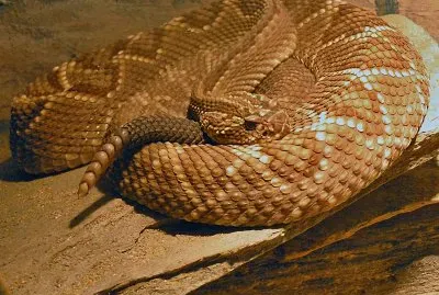 Cascabel jigsaw puzzle