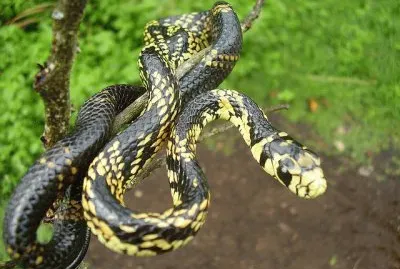 Serpiente de Arbol jigsaw puzzle