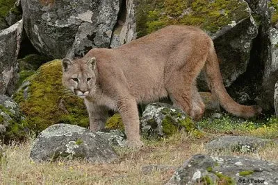 Puma