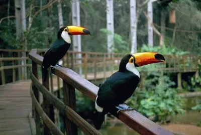 Tucano jigsaw puzzle