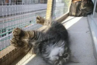 Gato encerrado jigsaw puzzle