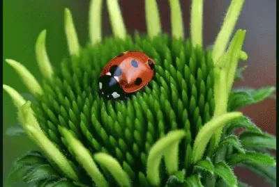 fleurs et coccinelle