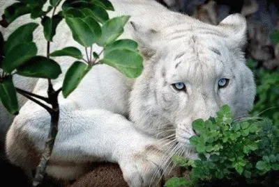 tigre blanc
