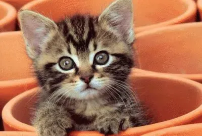 chaton jigsaw puzzle