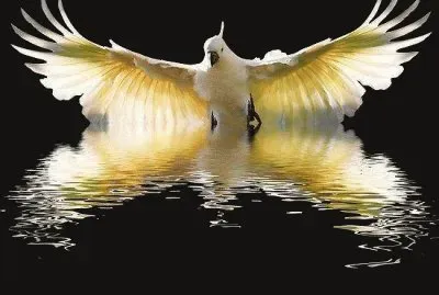 oiseau jigsaw puzzle