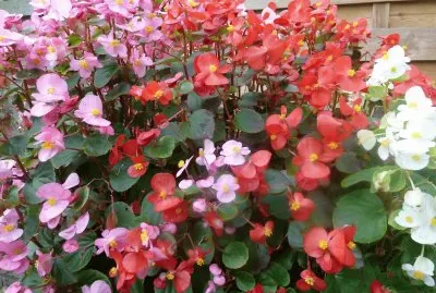 Begonia 's