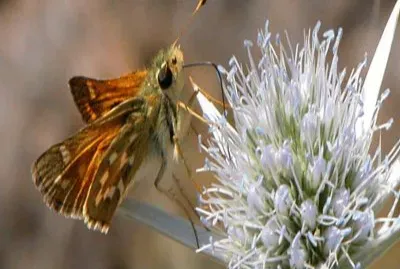 Hesperia Comma