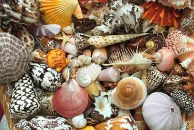 Seashells jigsaw puzzle