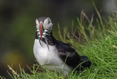 pescaria jigsaw puzzle