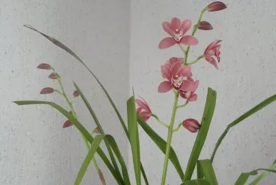 orchidÃ©e