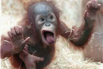 monkey jigsaw puzzle