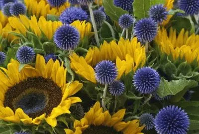 Sunflowers and Echinops