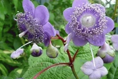 Deinanthe caerulea - Asia