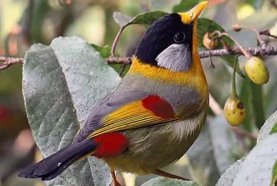 pajarito jigsaw puzzle