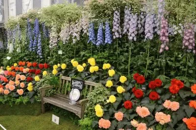 פאזל של flores