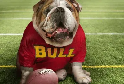 dog bull
