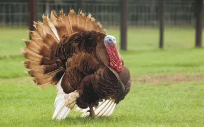 GUAJOLOTE jigsaw puzzle