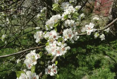 fleurs