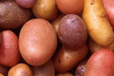 Different kind of Potatoes jigsaw puzzle