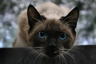 פאזל של gatto siamese