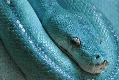 פאזל של morelia viridis