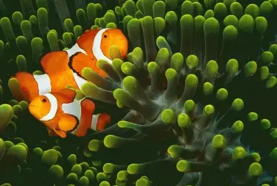 פאזל של pesce pagliaccio