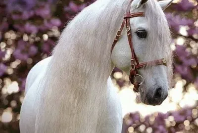 cavalo jigsaw puzzle