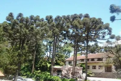 AraucÃ¡rias