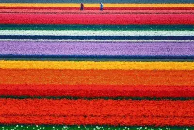 Tulip fields in the Netherlands