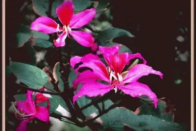 fleurs