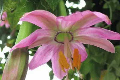 fleurs: passiflore jigsaw puzzle