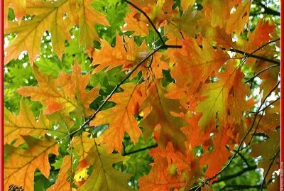 feuilles de chÃªne