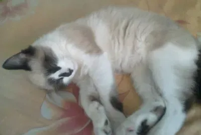 Xodozinho