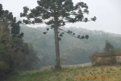araucaria samas