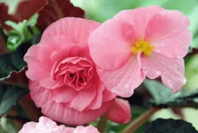 begonia