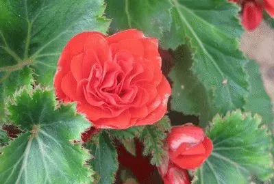 begonia