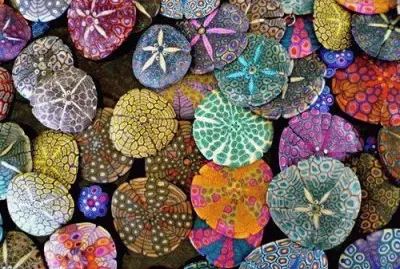 Beautiful Sea Urchins