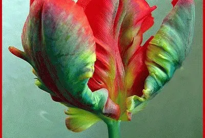 Parrot Tulip