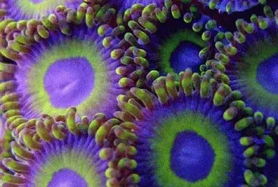 Sea Zoanthids jigsaw puzzle
