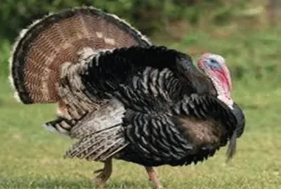 nov8