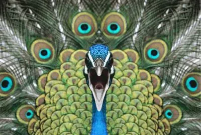 Faraon jigsaw puzzle