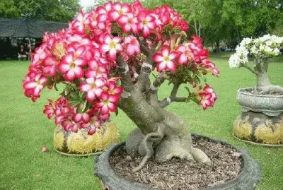 bonsai