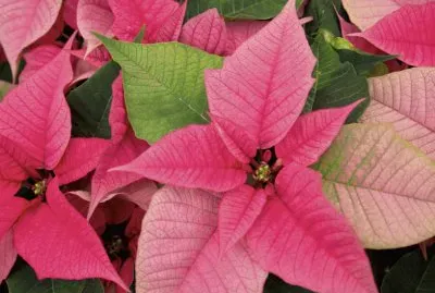 poinsettia