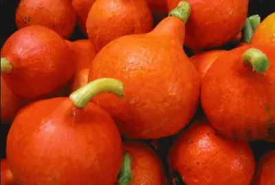 Zapallo uchiki kuri o hokkaido