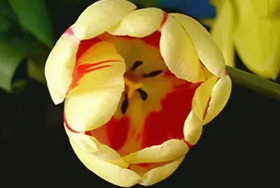 tulipe
