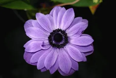 פאזל של anemone