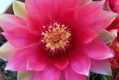 Flor de cactus