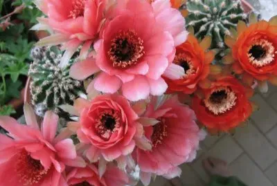 echinopsis